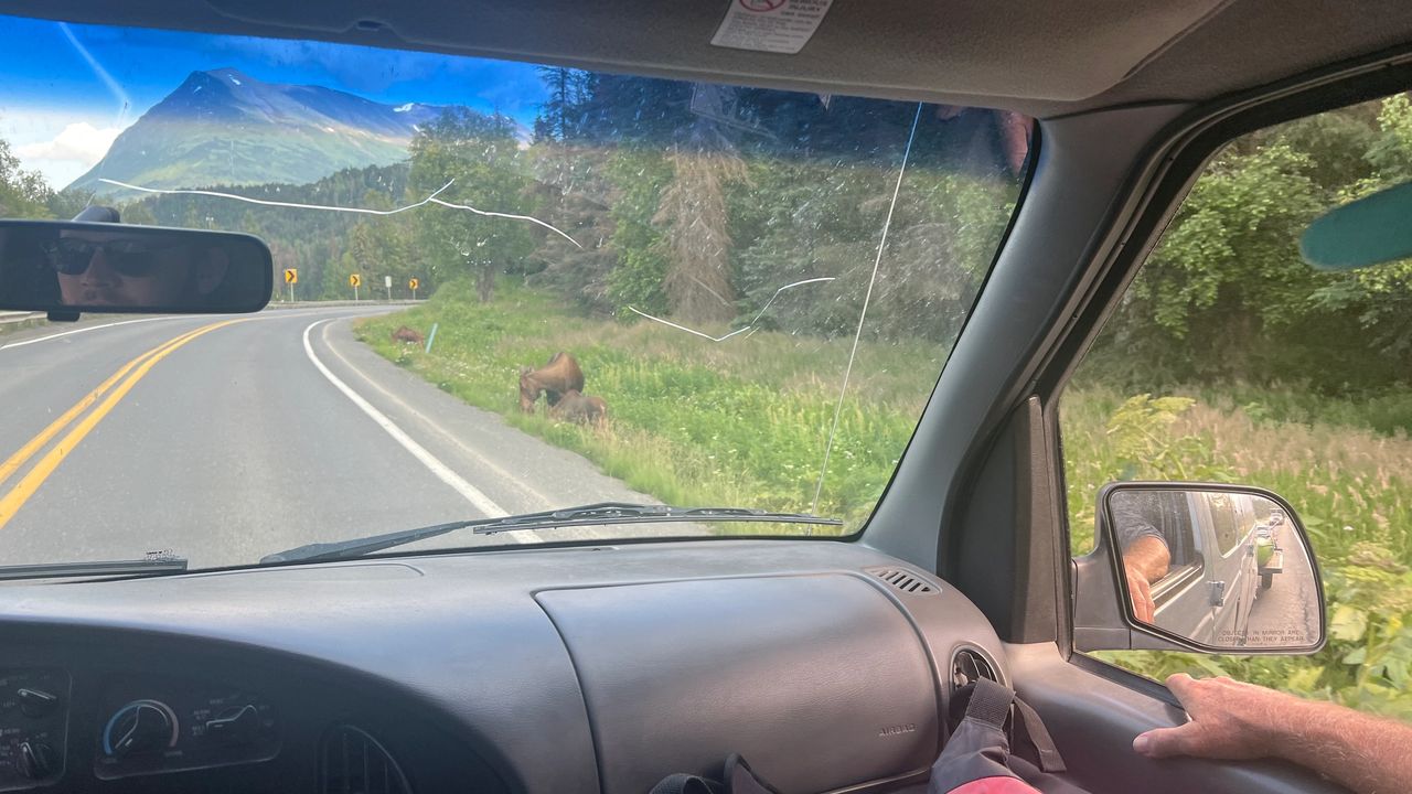 Moose on the side of the road