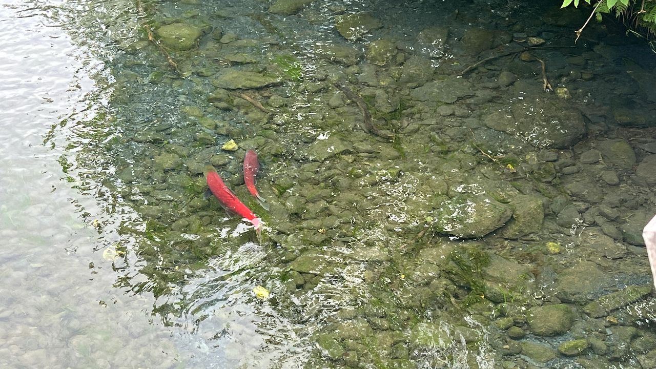 Williwaw Salmon Viewing Deck