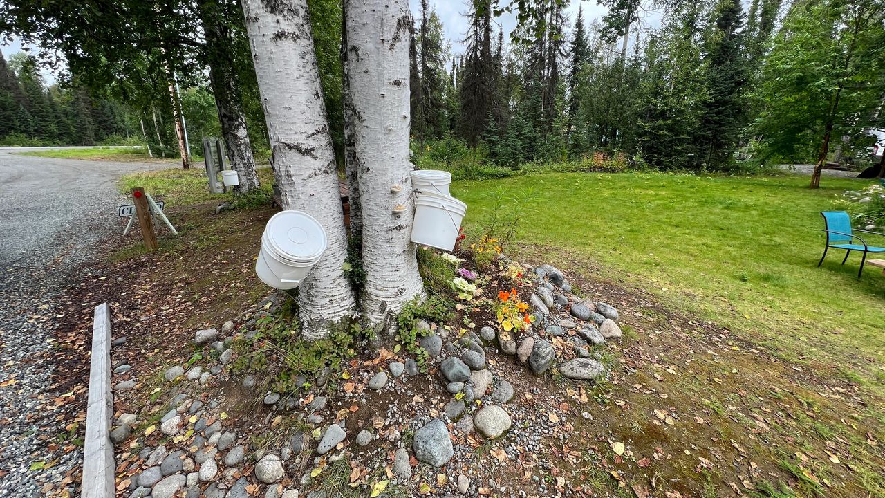 Tree Taps collecting syrup