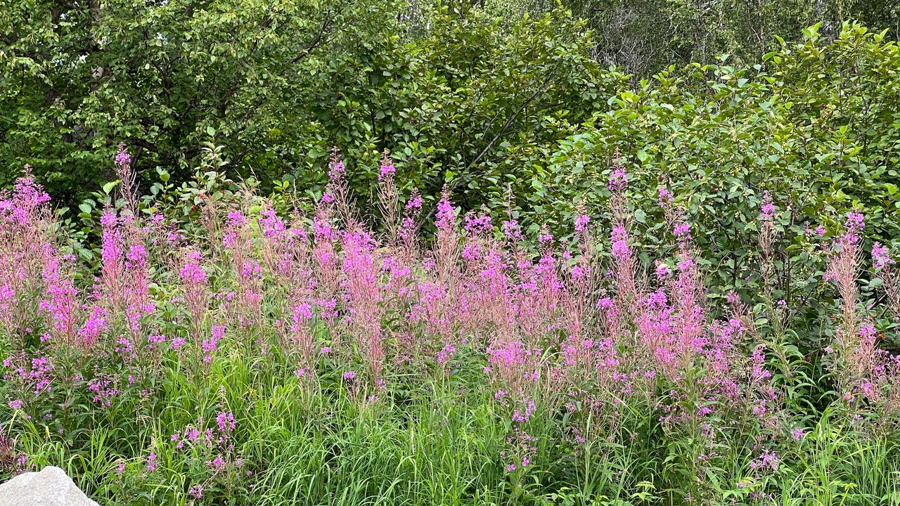 Fireweed is abundant