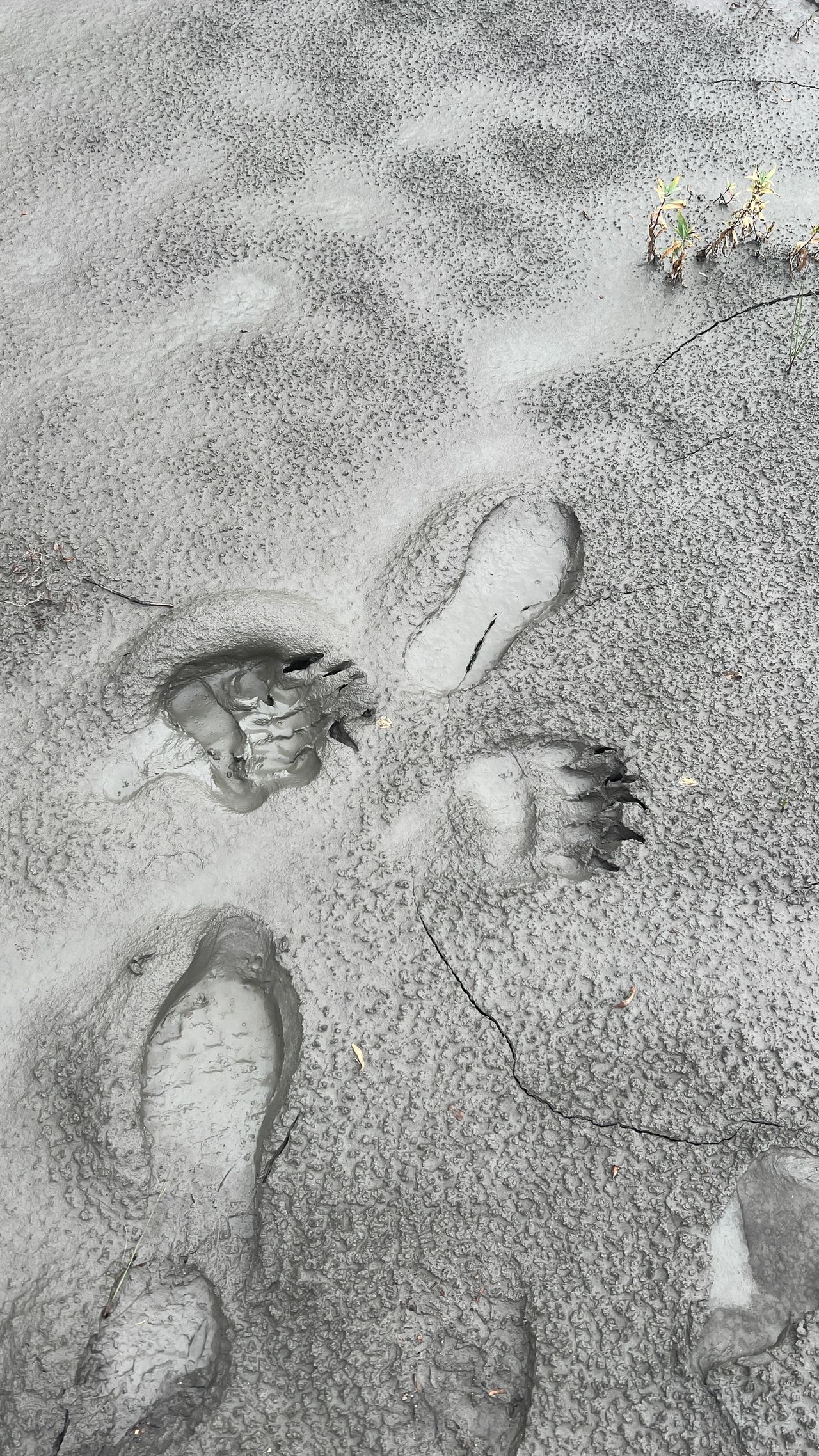 Bear Tracks