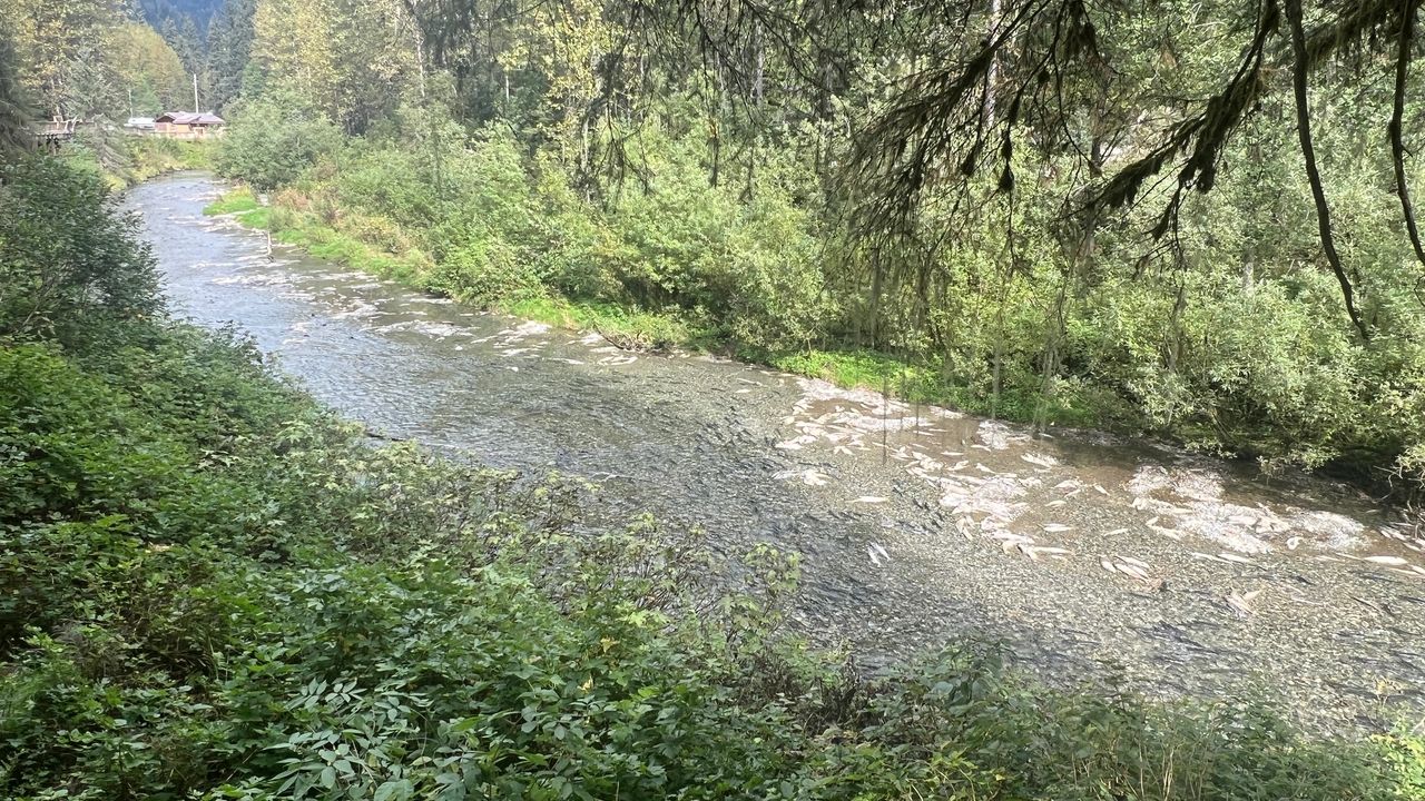Dead fish in Fish Creek