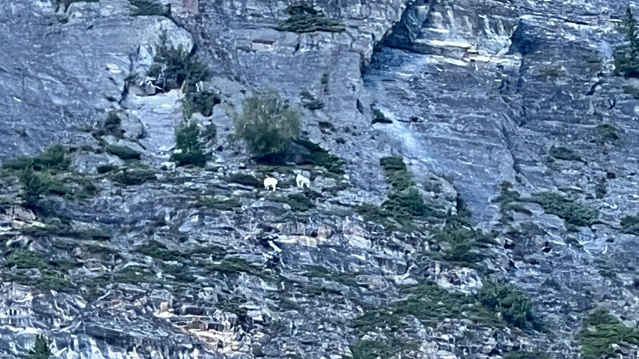 Mountain Goats