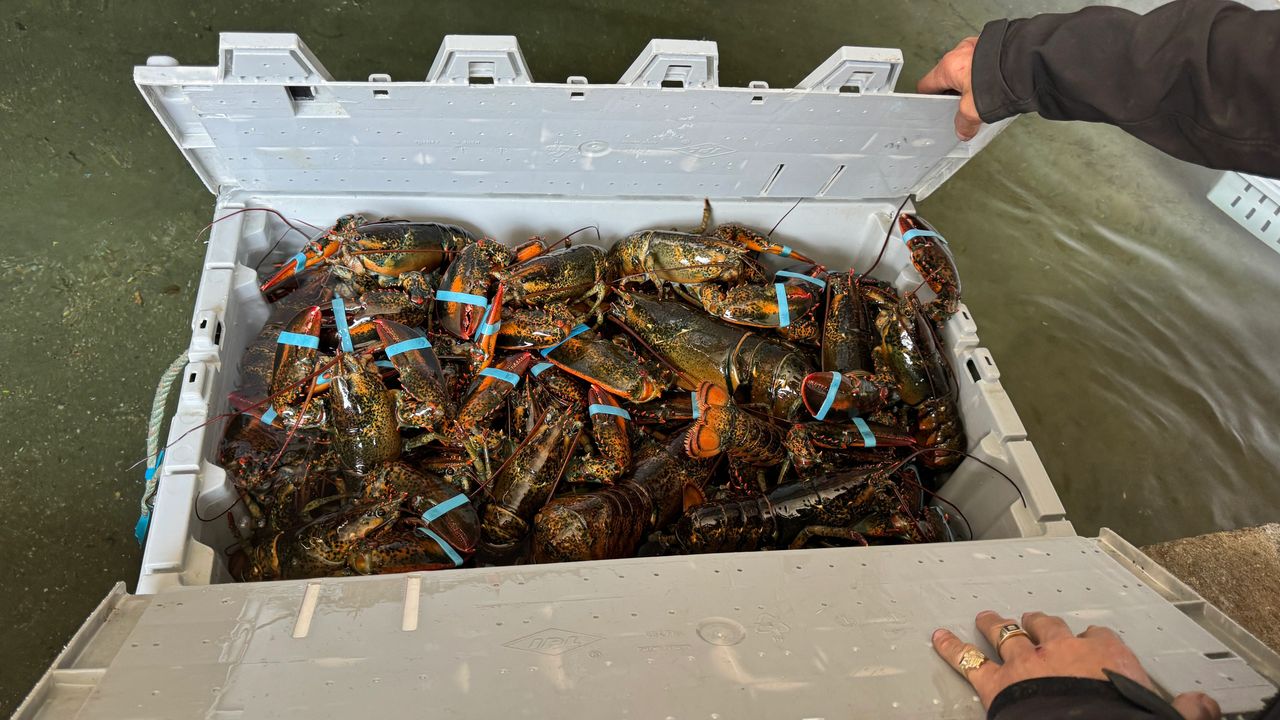 bucket O'Lobster