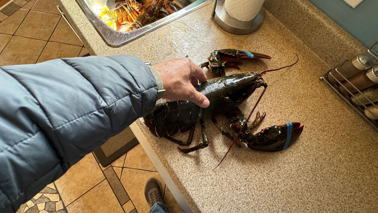 one of 6 lobsters for 14lbs total