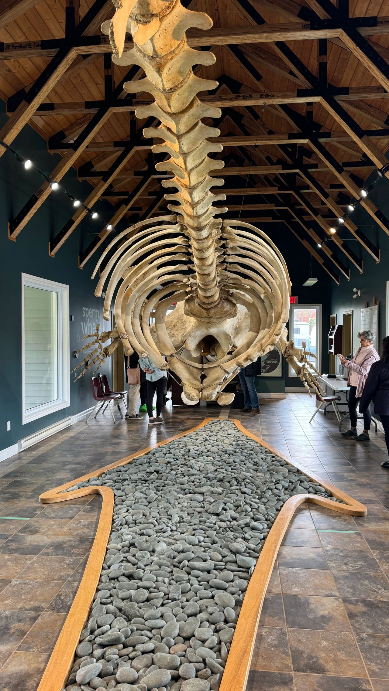 Dale the Sperm Whale