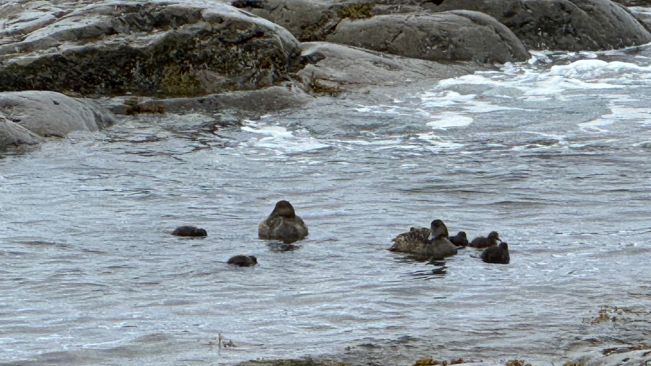 Family of ducks on the seashore