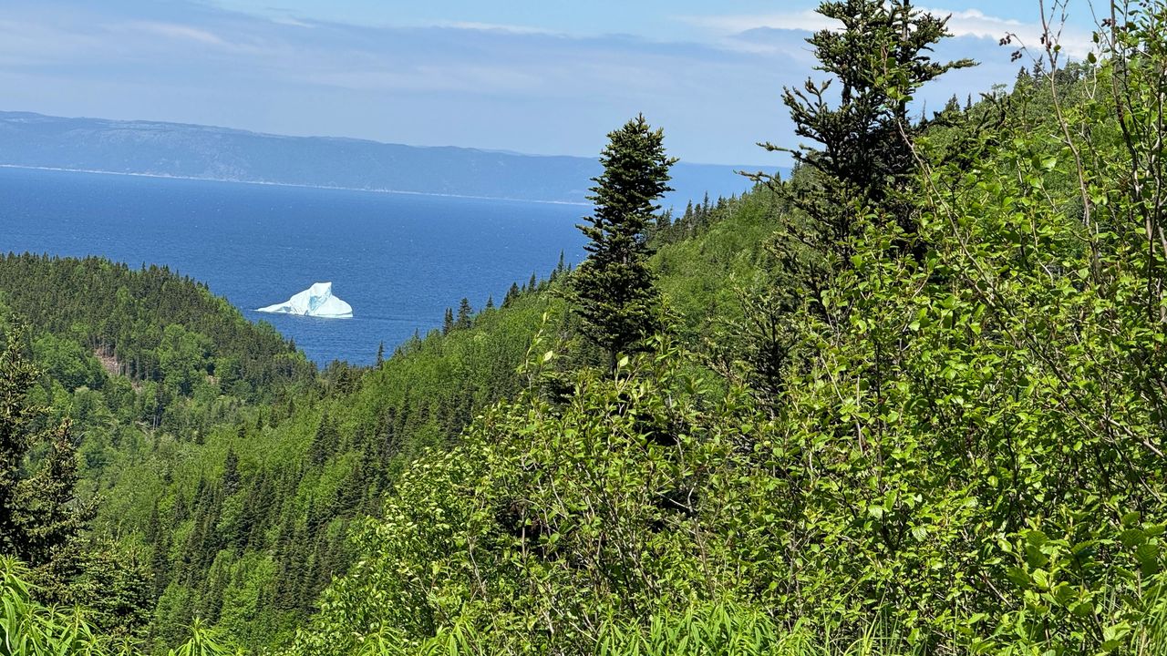Iceberg in Wild Cove
