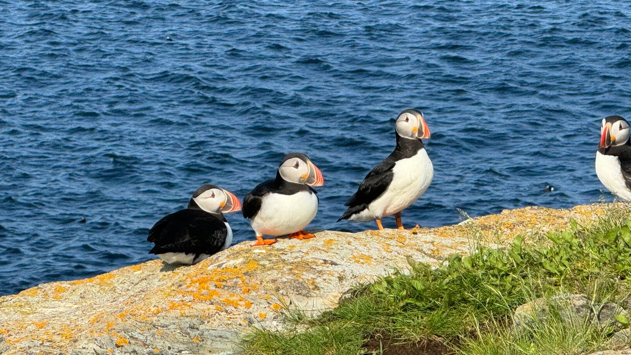 Puffins