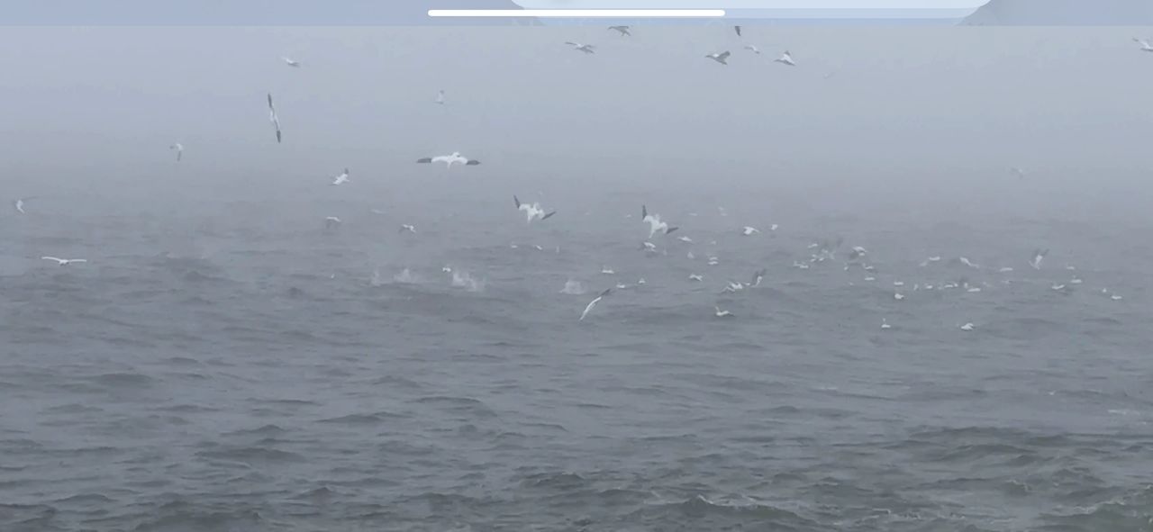 Birds Diving on Capelin