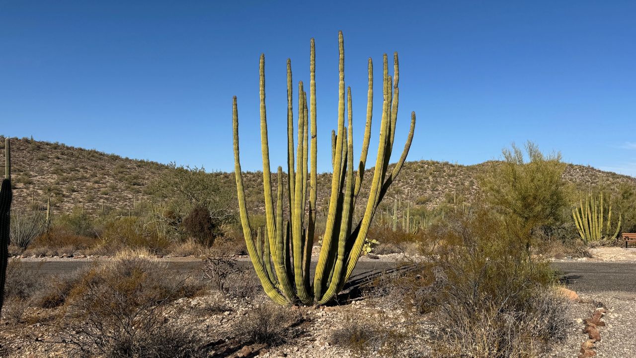 Organ Pipe Cactus